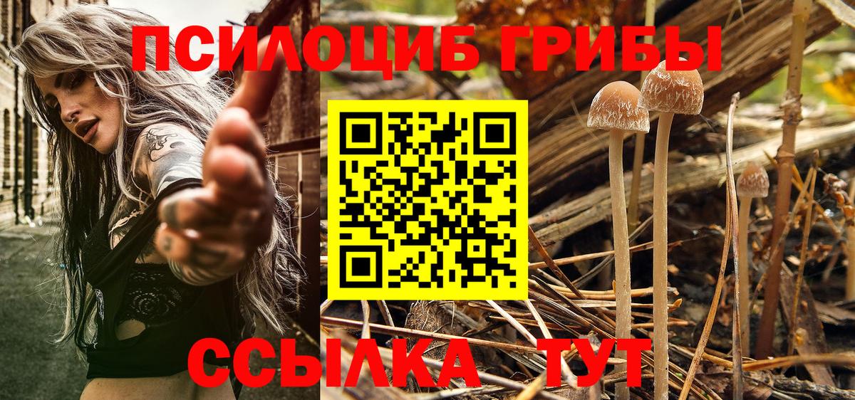 Псилоцибиновые грибы Psilocybine cubensis Фрязино